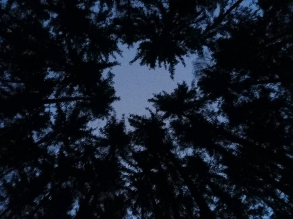 Wald in der Nacht 