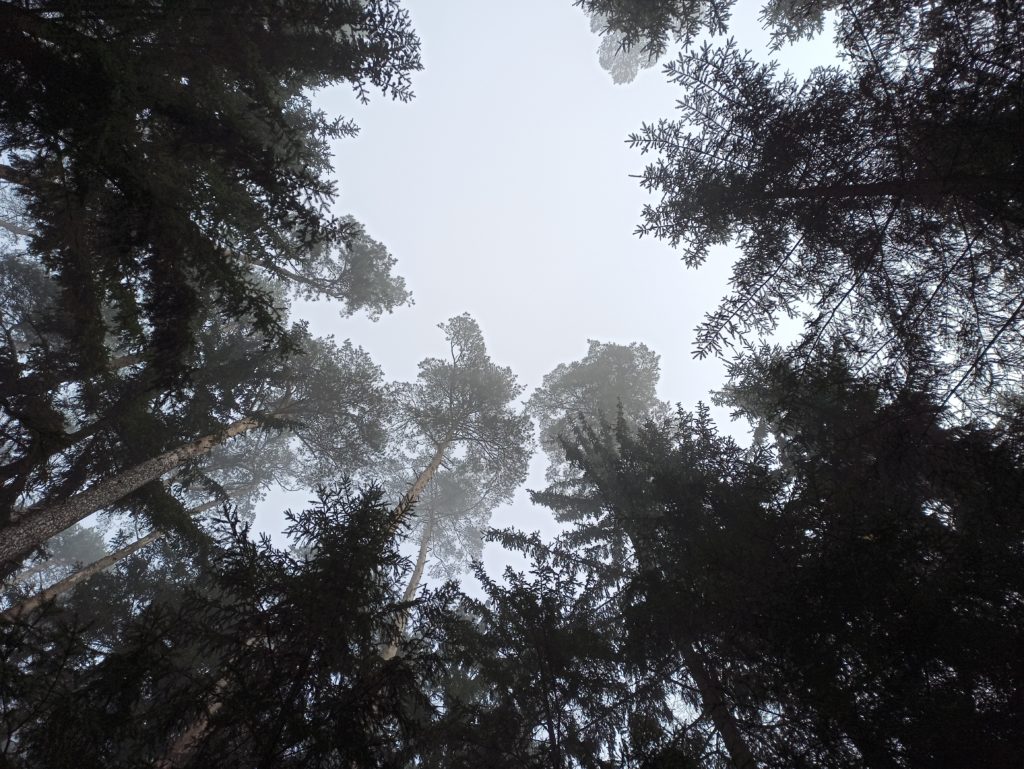 Youtube Übernachtung im Nebelwald