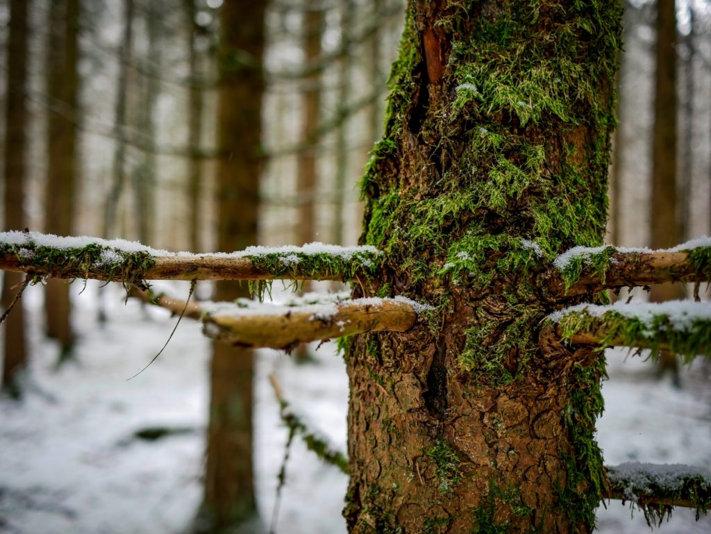 Wald Schnee Frost Moos Baum