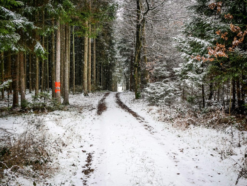 Schnee Wald Bayern