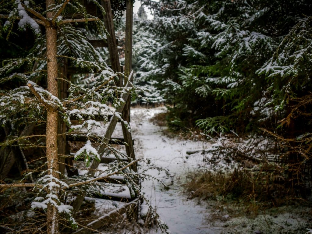 Wald Schnee Jägerstand
