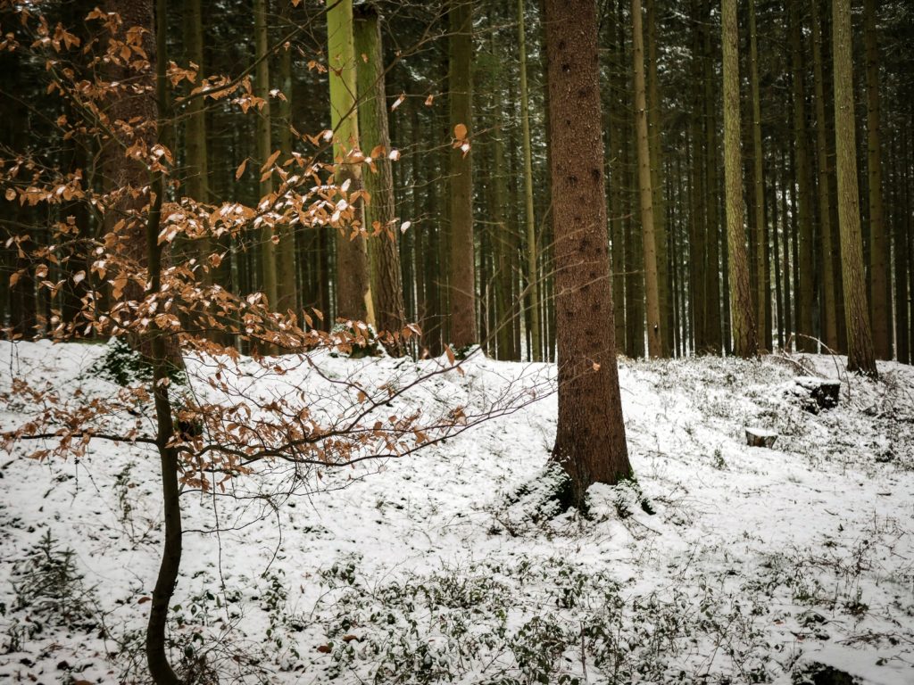 Keltenschanze Wald Winter Schnee